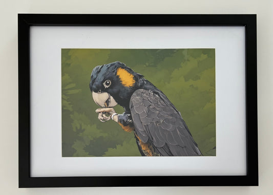 Cleo, the Yellow Tailed Black Cockatoo