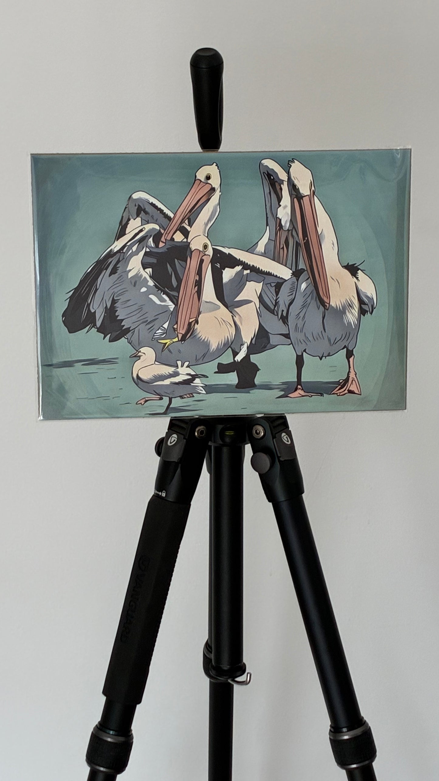 Lunch Rush, the Australian Pelicans