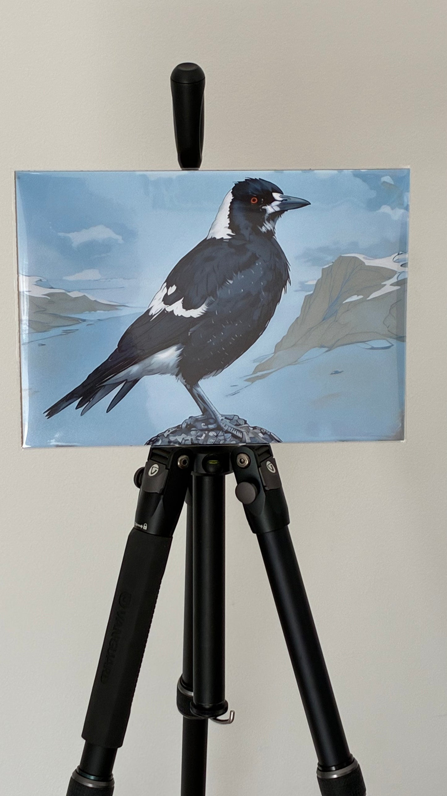 Mark, the Australian Magpie