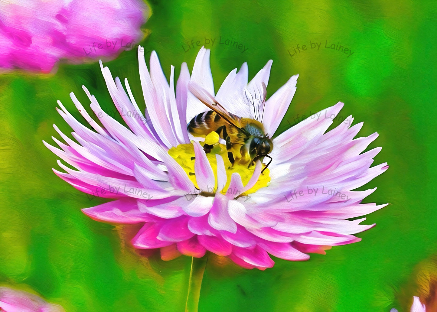 Bee Happy, the Western Honey Bee and Daisy