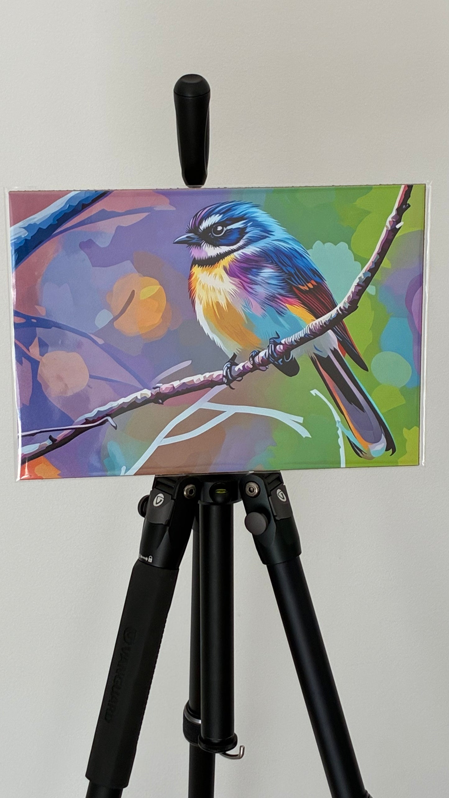 Cara, the Grey Fantail