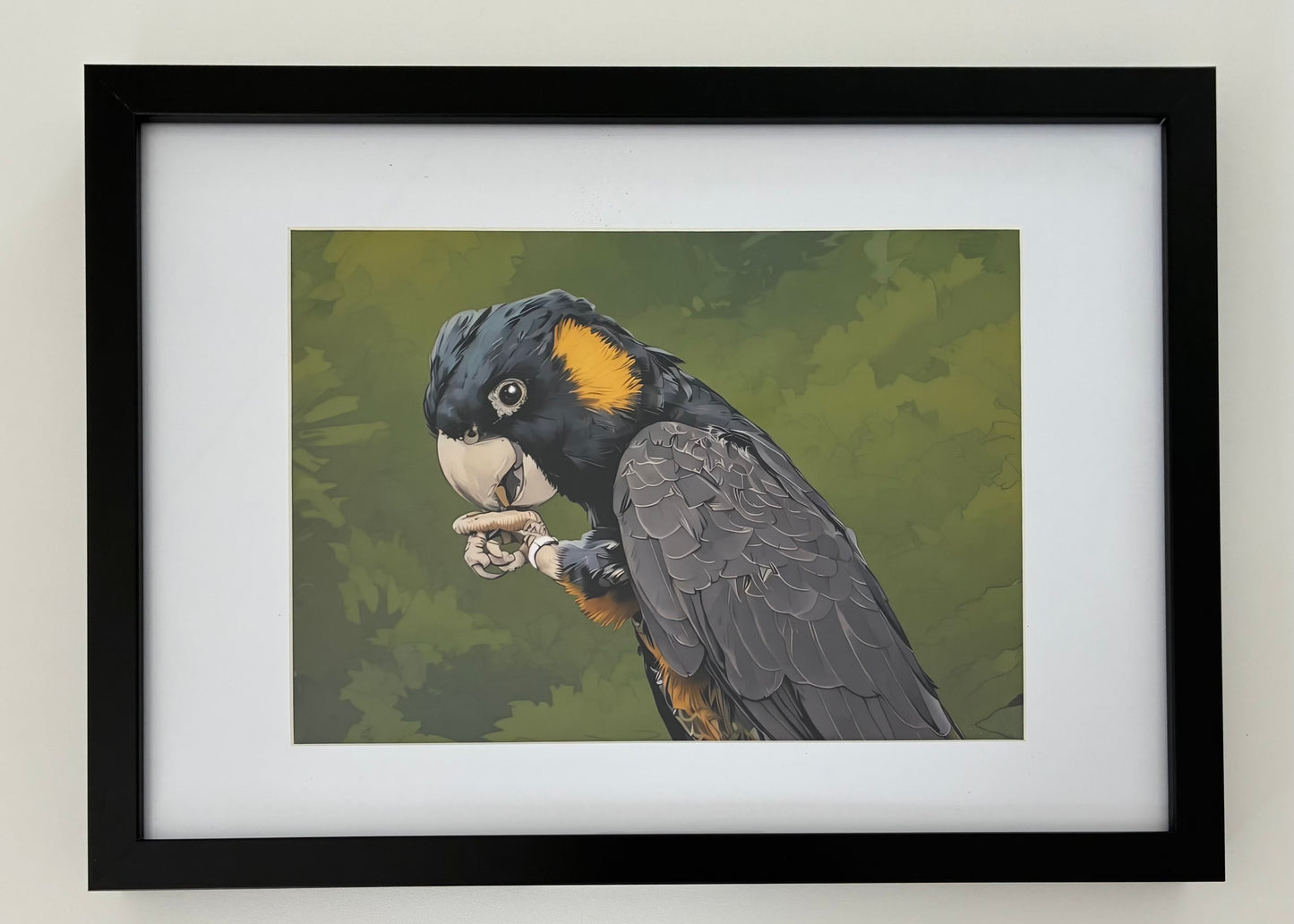 Cleo, the Yellow Tailed Black Cockatoo