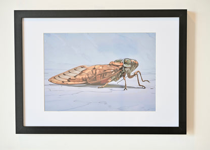 Colin, the Cicada