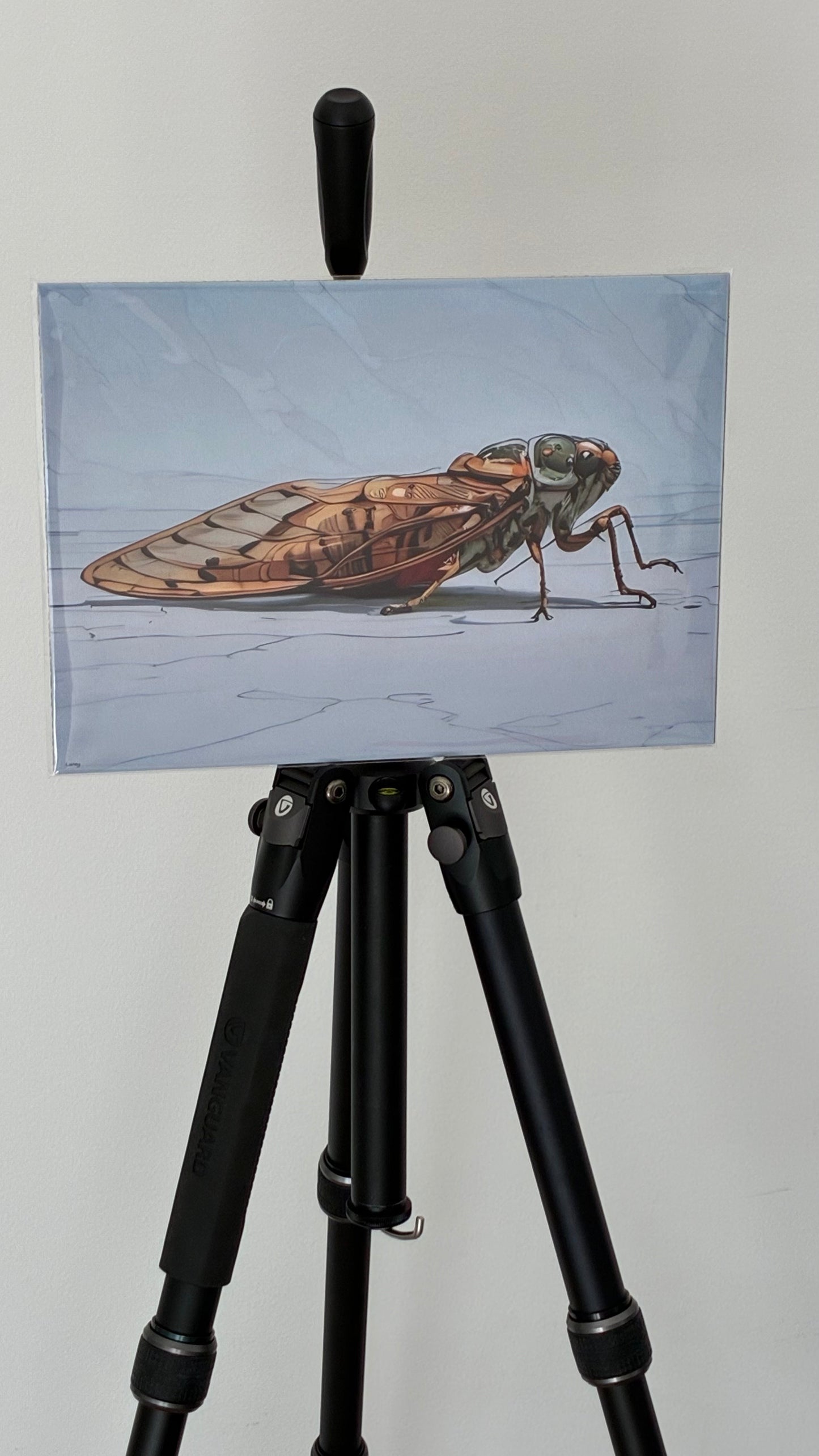 Colin, the Cicada