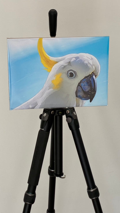 Cookie, the Sulphur-Crested Cockatoo