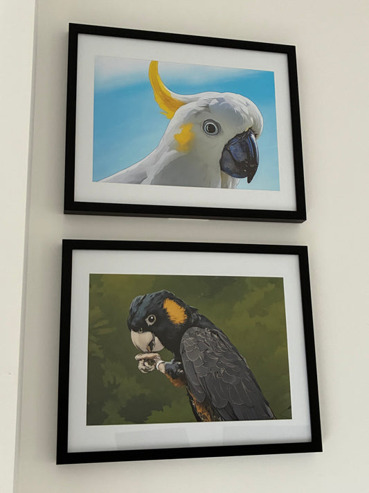 Cookie, the Sulphur-Crested Cockatoo