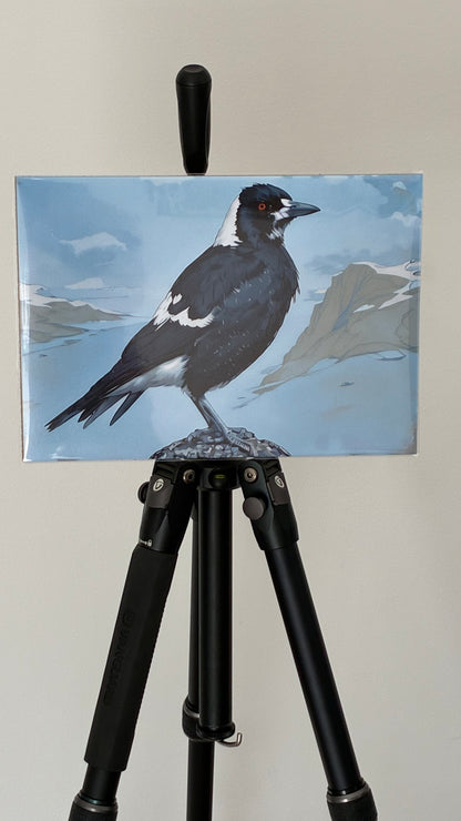 Mark, the Australian Magpie