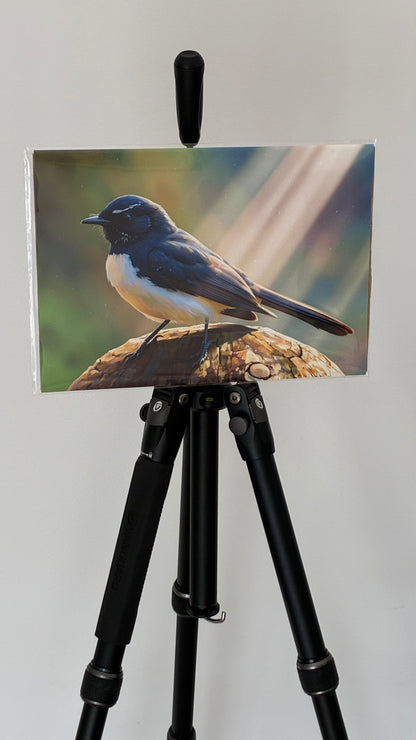 William, the Willie Wagtail